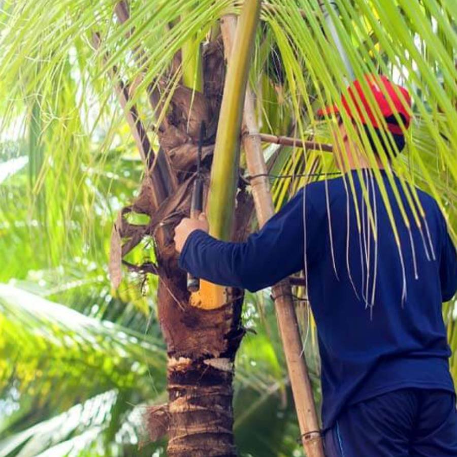 Palm Maintainance & Removal