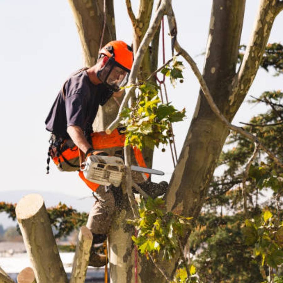 Tree pruning