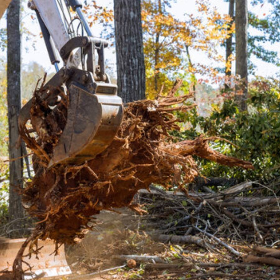 Whole tree removals